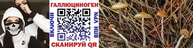 закладка  Кологрив  Галлюциногенные грибы Psilocybe 